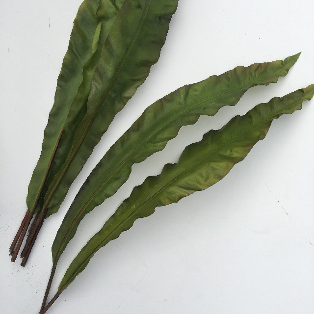 GREENERY, Birds Nest Fern Leaf